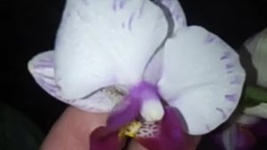 Реанимация фаленопсиса мультифлоры покарившей меня своими милыми веснушками. Часть 3.