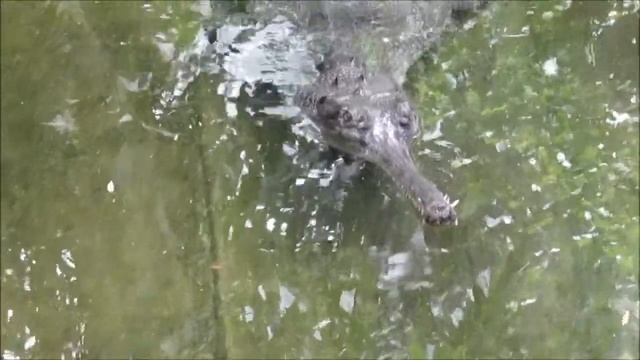 "Krokodilhalle im Zoo-Aquarium Berlin" смотреть онлайн
