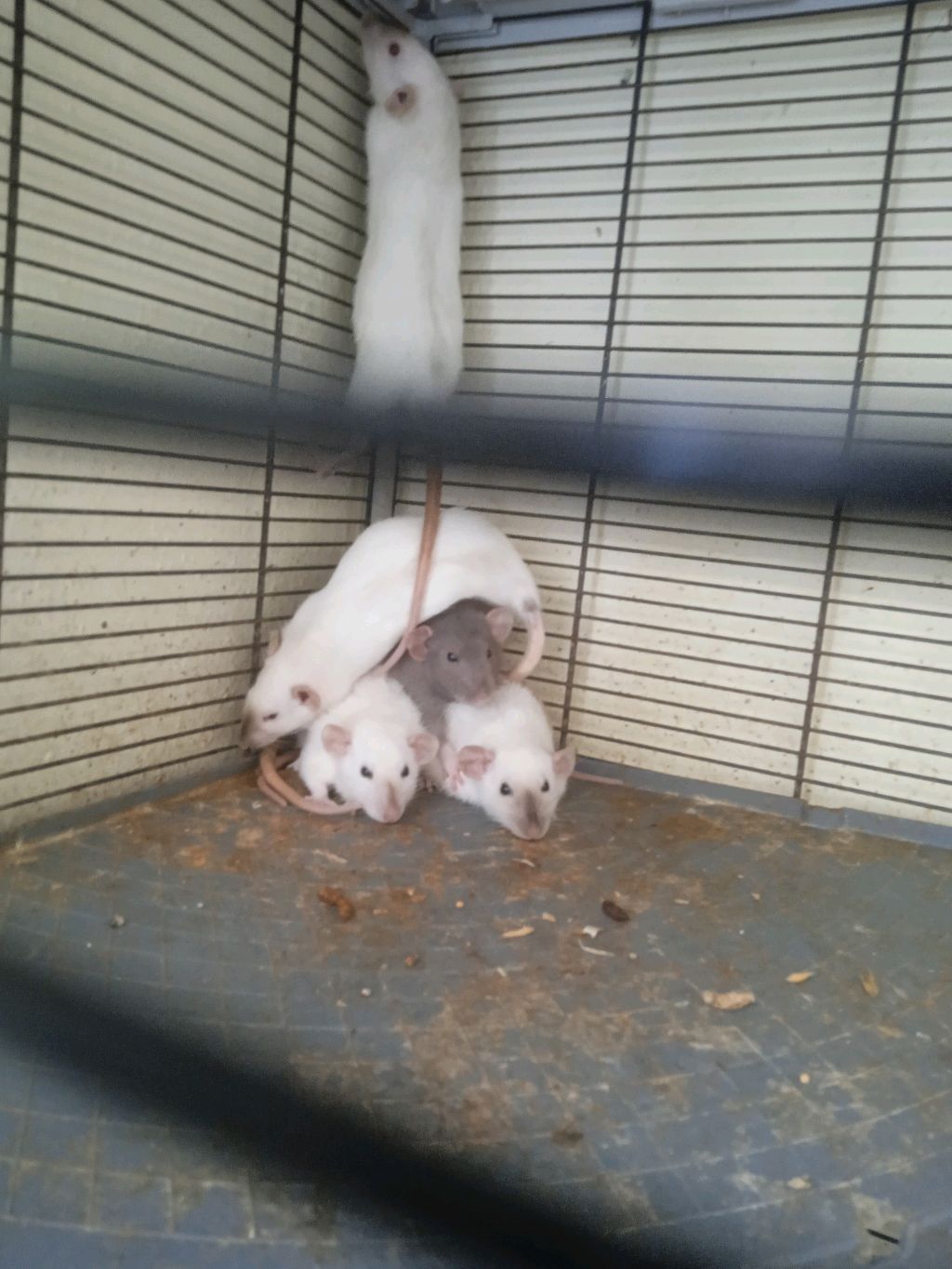 собираюсь в школу смотреть онлайн