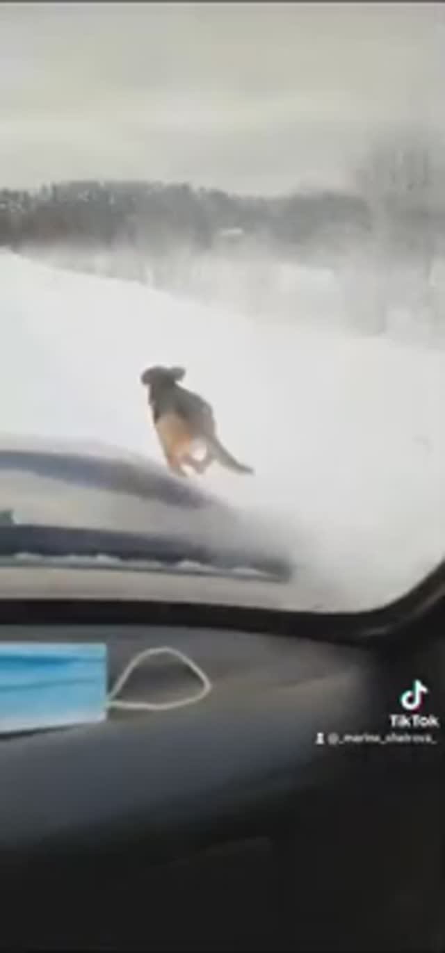 Если не гоняем зайца то ловим рыбу 🐟 🐟 🐟.#рыбалка #fishing #щука#охотасгончей #топ #hunting #tro смотреть онлайн