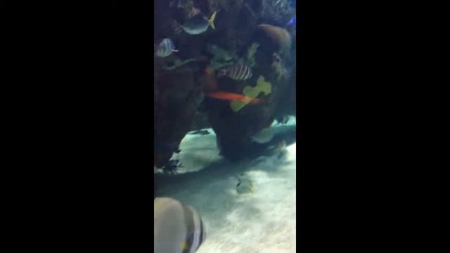 Oceanogràfic in Valencia, Spain - August, 31th 2014 смотреть онлайн
