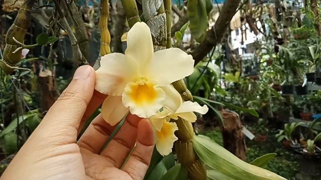 Dendrobium friedericksianum x chrysotoxum смотреть онлайн