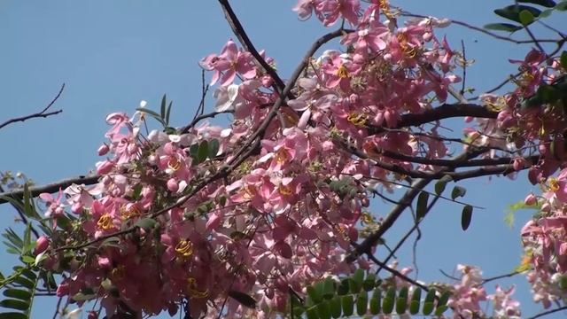 Cassia Renigera Burmese Pink Cassia