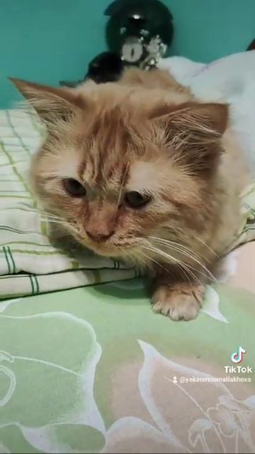 Я-Кошак.Кот зевает смотреть онлайн