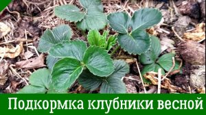 Первая ПОДКОРМКА КЛУБНИКИ ВЕСНОЙ для большого урожая: Как и чем подкормить клубнику
