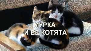 Мурка и ее котята.
