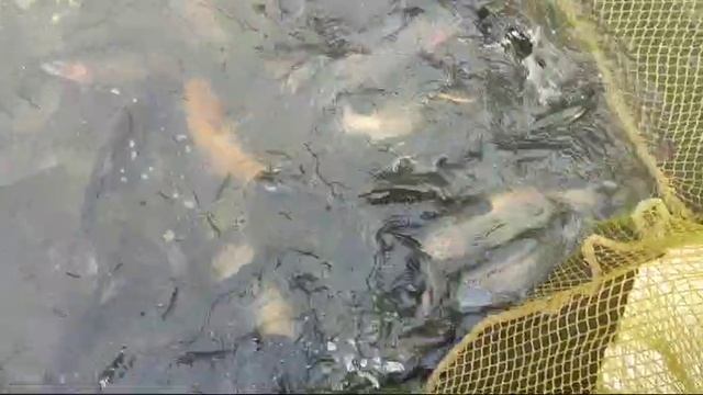 WhatsApp Video 2025-03-21 at 14.39.19 смотреть онлайн