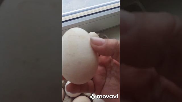 жарим сома#лайк #коментарий #оценкаканала смотреть онлайн