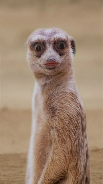 сурикат орет ужас смотреть онлайн