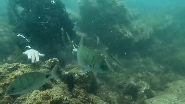 Portu Scuba 2.0 смотреть онлайн