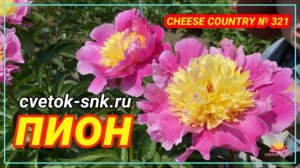 Пион Cheese Country. Цветение 2022 года / Сад Ворошиловой
