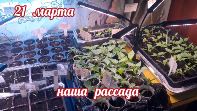 наша рассада ..... смотреть онлайн