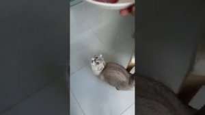 Лайфхак и Лёлик