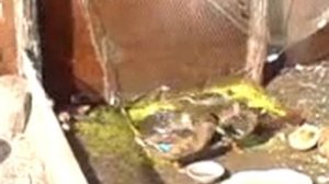 выращивание диких подсадных уток