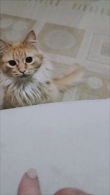 Играем в "цап-царап" 😸🐾