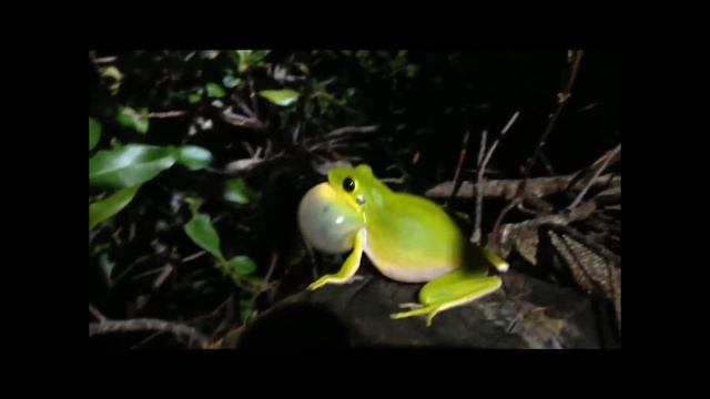 Green tree frog смотреть онлайн