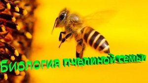 Елфимов Генрих Дмитриевич: Биология пчелиной семьи. Часть 1