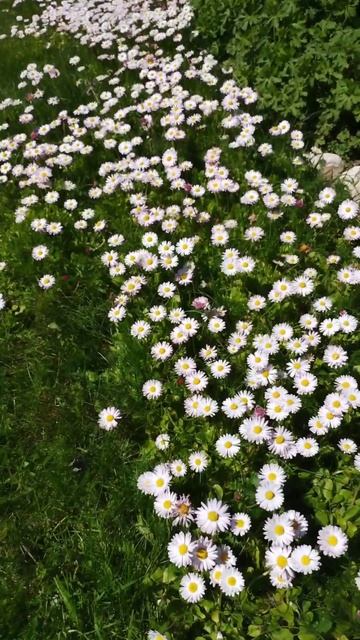 18 мая 2024 года буйство маргариток. 😁😍❤️#цветы #надаче #flowers #garden #маргаритка #18мая смотреть онлайн