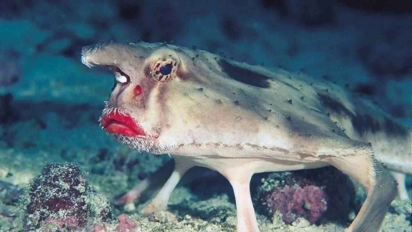 Самые необычные животные, о которых вы не догадывались! смотреть онлайн