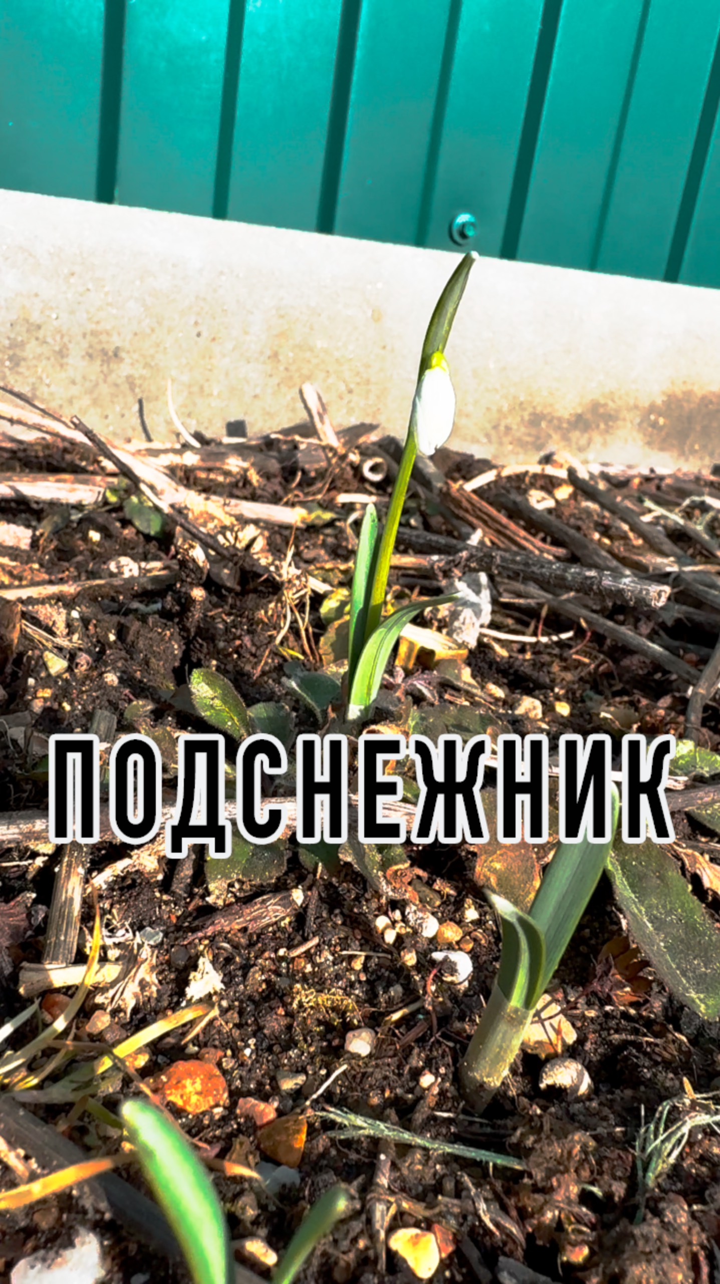 Подснежник #весна смотреть онлайн