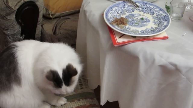 Кошка ест холодец смотреть онлайн