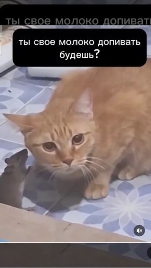 Том и Джери