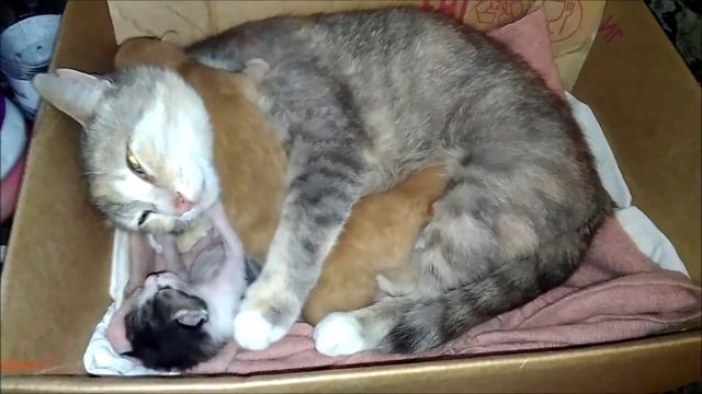 Котятам 8 дней. У котят начинают открываться глаза смотреть онлайн