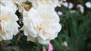 Зимовка Роз - Сад Людмилы Кудасовой