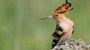 Птица Удод | Аудиокнига