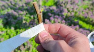 прививка дерева улучшенная копулировка раные диаметры