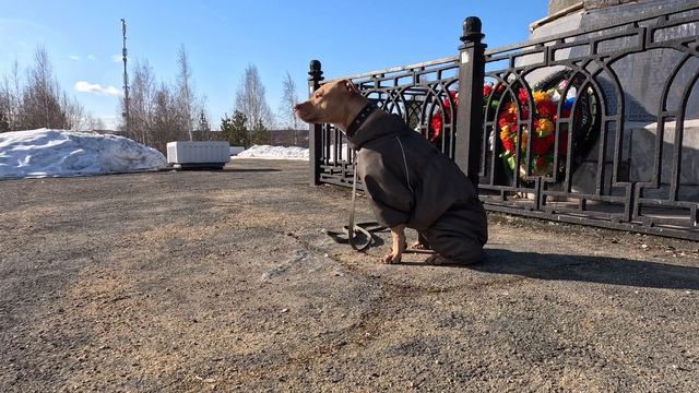 Утренняя прогулка Питбулишны Веги смотреть онлайн