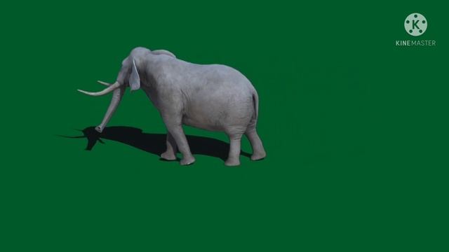 Green Screen Elephant !! Green Screen Video !! Green Screen Animal !!