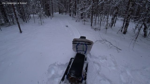 Снега становится много и мотособаке тяжело, но он справился. Загрузил чагу и поехал домой 4 серия смотреть онлайн