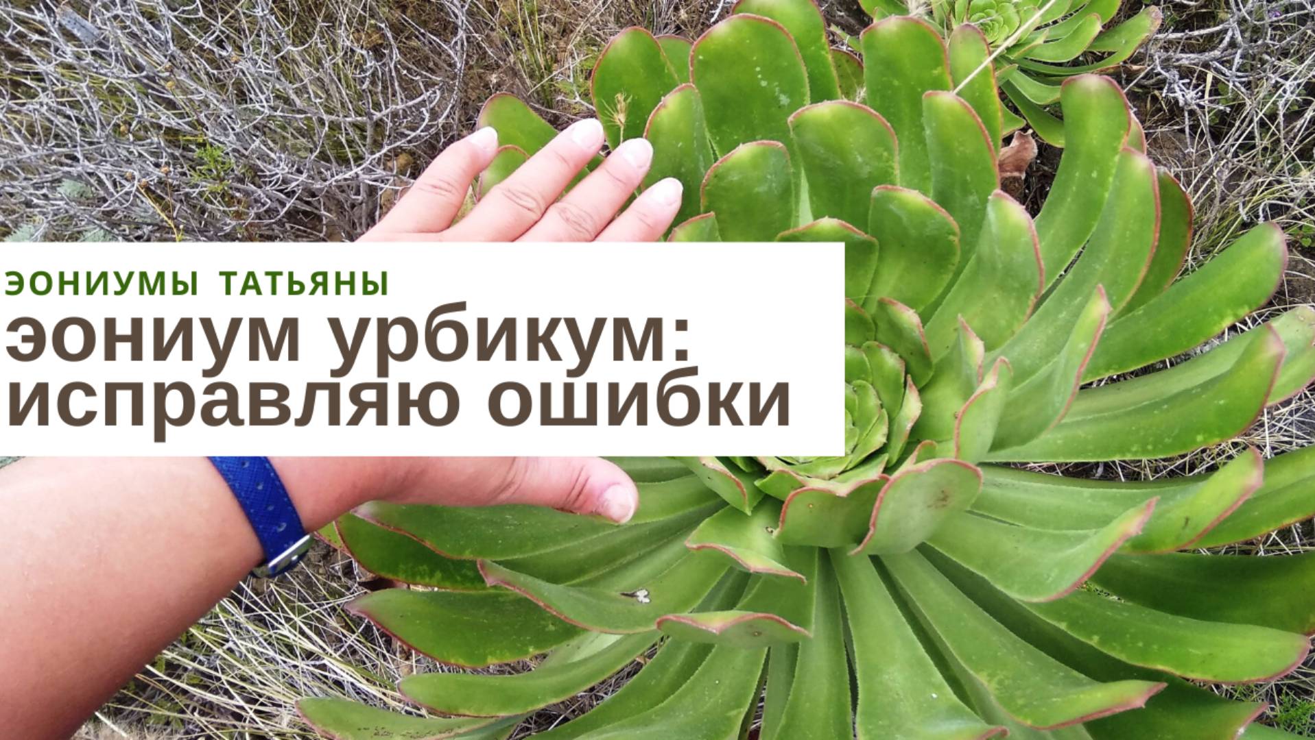 №217 Эониум урбикум