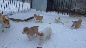 Солнца☀️ не будет, у нас снег❄️ - щенки алабая в питомнике СУРДАН КАРАШ (декабрь 2023)
