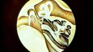 сенсорные системы