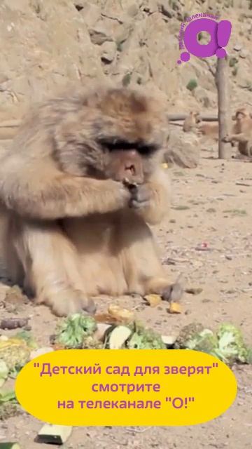 Детский сад для зверят на "О!" смотреть онлайн
