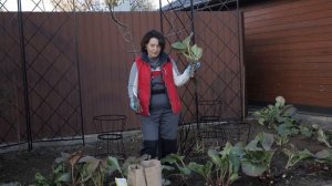 Бадан  Посадка Уход и Разделение