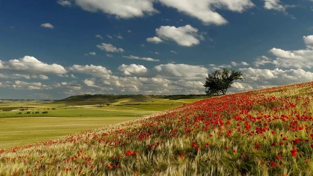 Покров Этно - Порадуйся