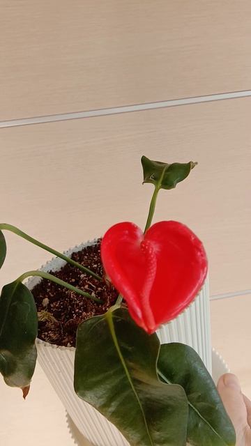 Молодой антуриум Шерцера расцвёл