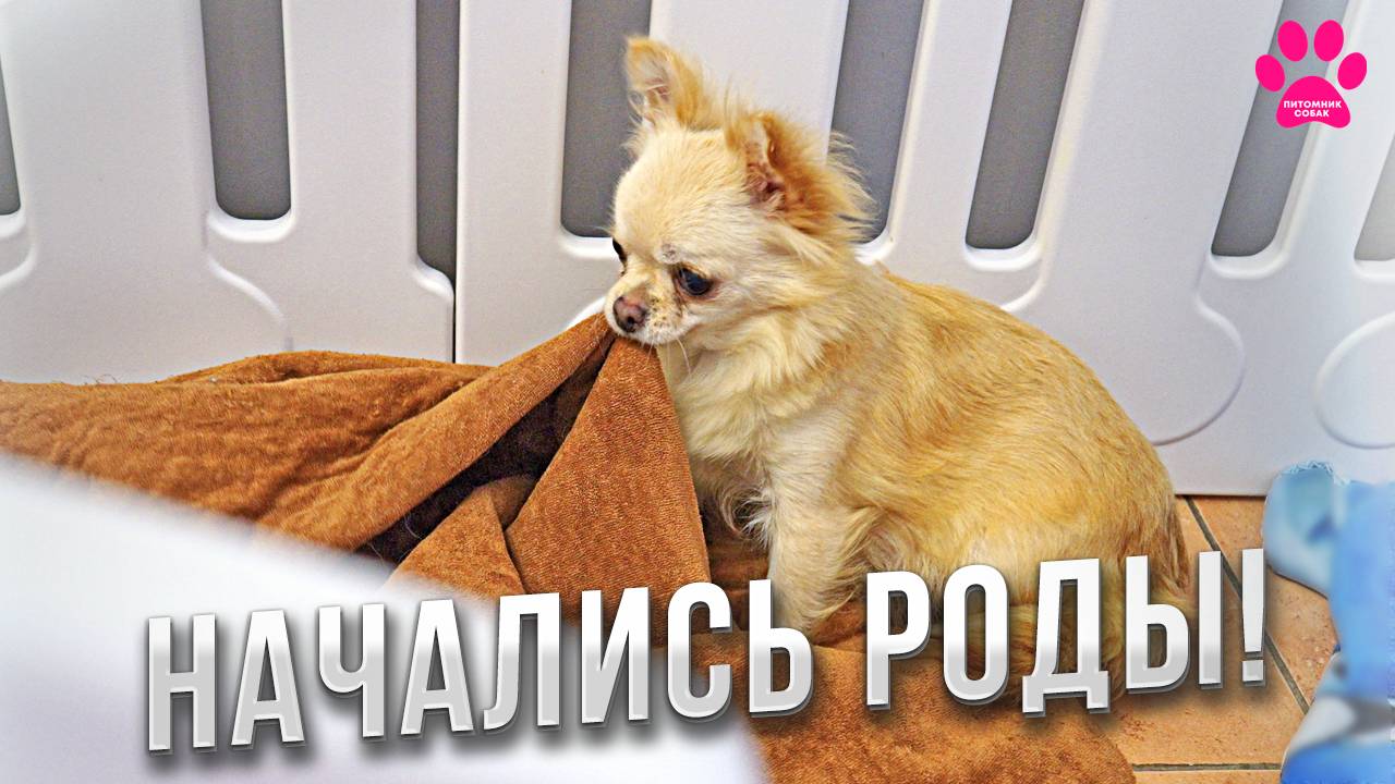 Чихуахуа резко начали размножаться! Сразу три чихуахуа беременны! Щенки вот-вот появятся! смотреть онлайн