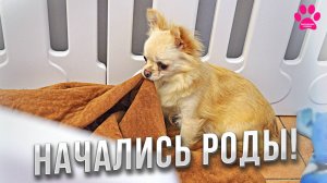 Чихуахуа резко начали размножаться! Сразу три чихуахуа беременны! Щенки вот-вот появятся!