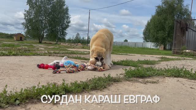 СУРДАН КАРАШ