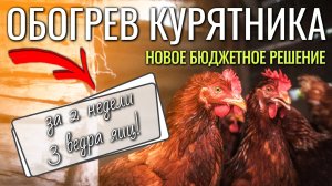 Новое бюджетное решение обогрева курятника дало отличный результат: за 2 недели собрано 3 ведра яиц