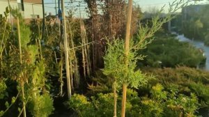 Формируем можжевельник на штамбе собственном подвой 2 год