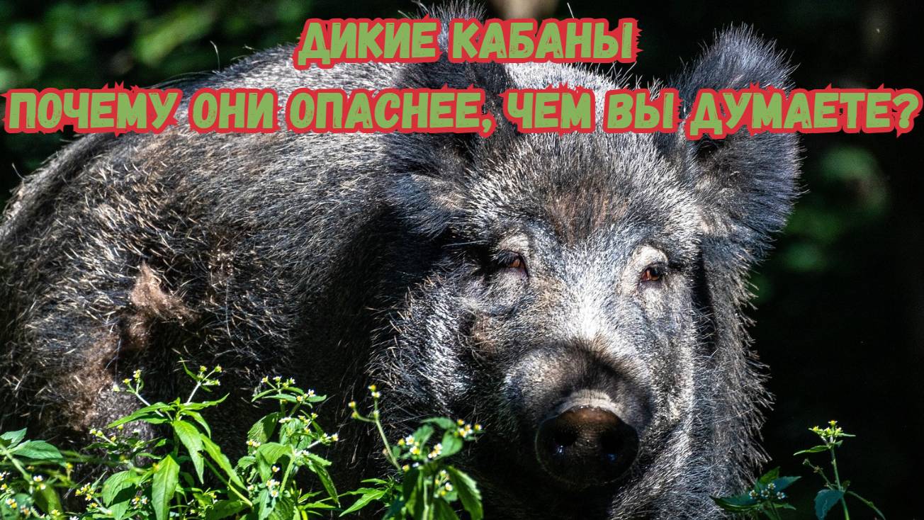Дикие кабаны: Почему они опаснее, чем вы думаете? смотреть онлайн