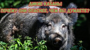 Дикие кабаны: Почему они опаснее, чем вы думаете?