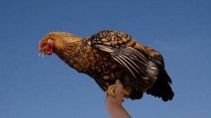 Виандот: Золотая курица. Раньше одна такая птица стоила как целый дом! Что в ней такого особенного?