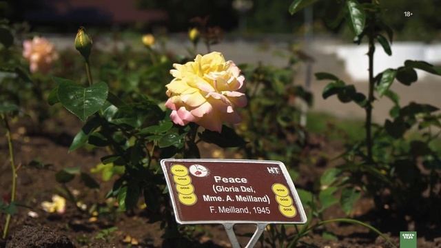 Какие розы выбрать? Розы в ландшафтном дизайне смотреть онлайн