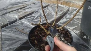 Обрезка ДВУЛЕТНЕГО саженца метельчатой гортензии